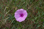 Saltmarsh morning-glory